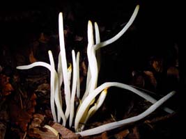 White Worm Coral can grow in dense clusters. 